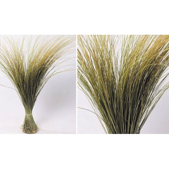 BEACH GRASS XL 120cm