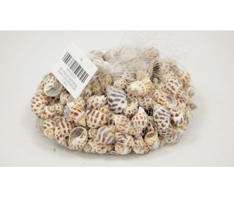 ΔΙΑΚΟΣΜΗΤΙΚΑ ΚΟΧΥΛΙΑ Νο13 QF18A036 0.5kg 0513013