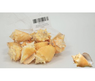 ΔΙΑΚΟΣΜΗΤΙΚΑ ΚΟΧΥΛΙΑ Νο15 QF18A021 0.5kg 0513015