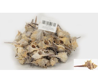 ΔΙΑΚΟΣΜΗΤΙΚΑ ΚΟΧΥΛΙΑ Νο16 QF18A022 0.5kg 0513016