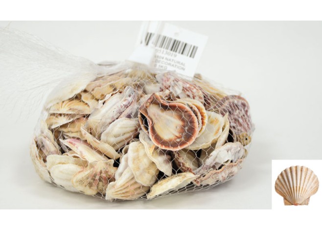 ΔΙΑΚΟΣΜΗΤΙΚΑ ΚΟΧΥΛΙΑ Νο19 QF18A104 0.5kg 0513019 ΔΙΑΚΟΣΜΗΤΙΚΑ ΚΟΧΥΛΙΑ Νο19 QF18A104 0.5kg 0513019