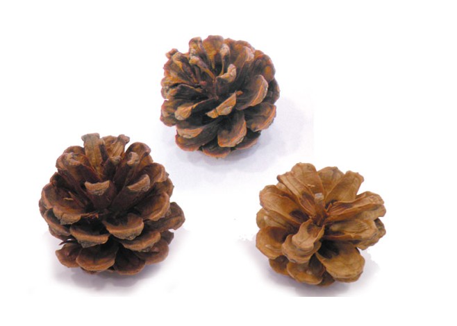 ΚΟΥΚΟΥΝΑΡΙ ΦΥΣΙΚΟ 250γρ. 0513081 ΚΟΥΚΟΥΝΑΡΙ ΦΥΣΙΚΟ 250γρ. 0513081