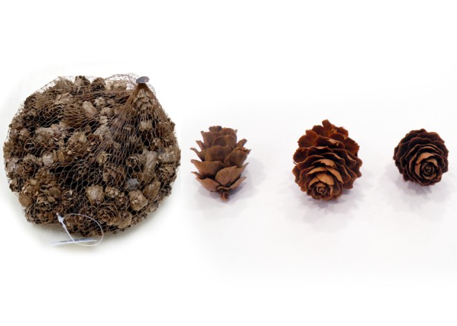 ΚΟΥΚΟΥΝΑΡΙ ΜΙΝΙ ΦΥΣΙΚΟ 2-4cm 0513097 ΚΟΥΚΟΥΝΑΡΙ ΜΙΝΙ ΦΥΣΙΚΟ 2-4cm 0513097