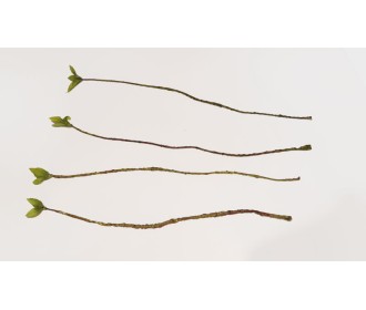 ΚΛΑΔΙ ΜΕ 3 ΦΥΛΛΑΡΑΚΙΑ HY044 0516018 ΚΛΑΔΙ ΜΕ 3 ΦΥΛΛΑΡΑΚΙΑ HY044 0516018