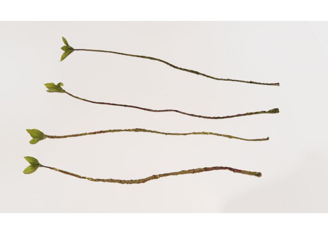 ΚΛΑΔΙ ΜΕ 3 ΦΥΛΛΑΡΑΚΙΑ HY044 0516018 ΚΛΑΔΙ ΜΕ 3 ΦΥΛΛΑΡΑΚΙΑ HY044 0516018