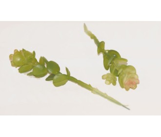 ΠΑΧΥΦΥΤΟ ΚΛΑΔΑΚΙ ΦΥΛΛΑΡΑΚΙΑ 0516044