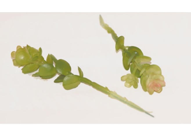 ΠΑΧΥΦΥΤΟ ΚΛΑΔΑΚΙ ΦΥΛΛΑΡΑΚΙΑ 0516044