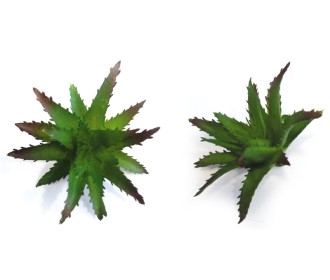 ΠΑΧΥΦΥΤΟ ΑΛΟΗ 0516045