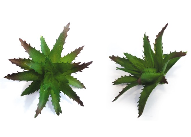 ΠΑΧΥΦΥΤΟ ΑΛΟΗ 0516045