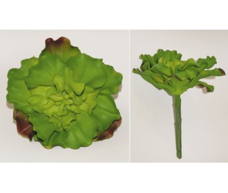 ΠΛΑΤΥΦΥΛΛΟ 0516051