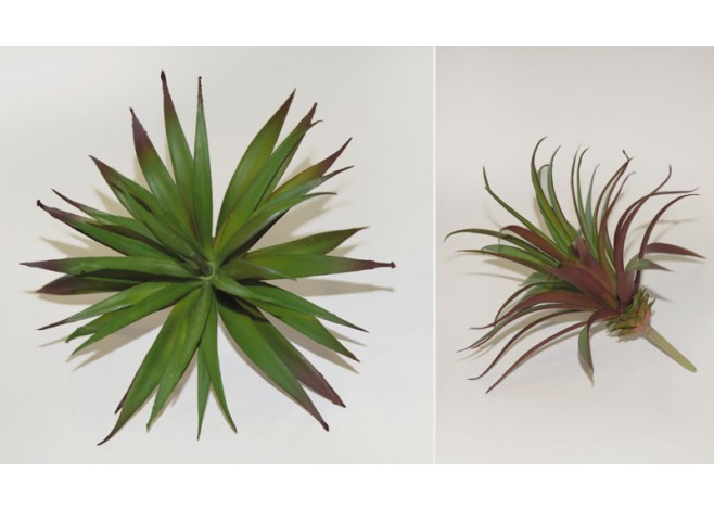 ΠΑΧΥΦΥΤΟ ΑΓΚΑΘΩΤΑ ΦΥΛΛΑ 0516055 ΠΑΧΥΦΥΤΟ ΑΓΚΑΘΩΤΑ ΦΥΛΛΑ 0516055