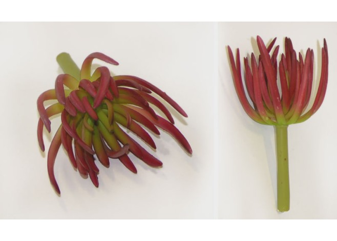 ΠΑΧΥΦΥΤΟ ΤΥΠΟΥ ΑΝΕΜΩΝΗ 18x10cm 0516056 ΠΑΧΥΦΥΤΟ ΤΥΠΟΥ ΑΝΕΜΩΝΗ 18x10cm 0516056