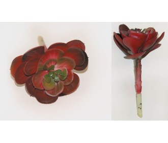 ΠΑΧΥΦΥΤΟ ΤΡΙΑΝΤΑΦΥΛΛΟ ΜΠΟΡΝΤΟ 0516057