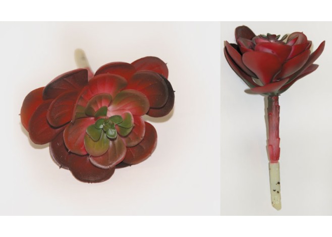 ΠΑΧΥΦΥΤΟ ΤΡΙΑΝΤΑΦΥΛΛΟ ΜΠΟΡΝΤΟ 0516057 ΠΑΧΥΦΥΤΟ ΤΡΙΑΝΤΑΦΥΛΛΟ ΜΠΟΡΝΤΟ 0516057