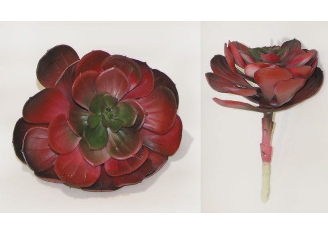 ΠΑΧΥΦΥΤΟ ΤΡΙΑΝΤΑΦΥΛΛΟ ΜΠΟΡΝΤΟ ΜΕΓΑΛΟ 12x14cm 0516058 ΠΑΧΥΦΥΤΟ ΤΡΙΑΝΤΑΦΥΛΛΟ ΜΠΟΡΝΤΟ ΜΕΓΑΛΟ 12x14cm 0516058