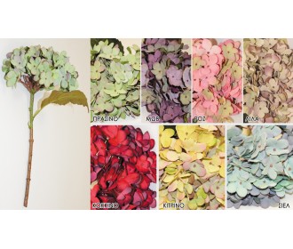 ΟΡΤΑΝΣΙΑ ΜΙΚΡΗ 0516085