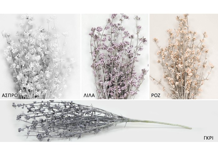ΚΛΑΔΙ ΜΕ ΣΠΟΡΟΥΣ 42cm SDBFG120155A 0516092 ΚΛΑΔΙ ΜΕ ΣΠΟΡΟΥΣ 42cm SDBFG120155A 0516092