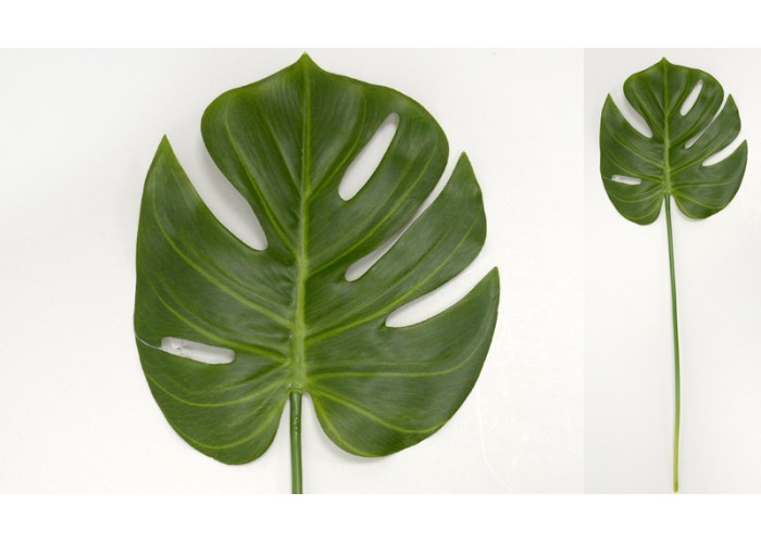 ΜΟΝΣΤΕΡΑ ΦΥΛΛΟ 50cm x 18cm 0516096 ΜΟΝΣΤΕΡΑ ΦΥΛΛΟ 50cm x 18cm 0516096