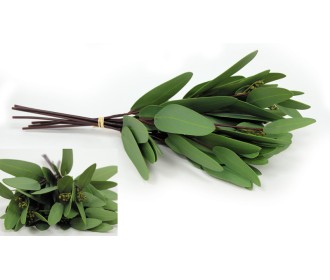 ΕΥΚΑΛΥΠΤΟΣ ΜΠΟΥΚΕΤΟ 8ΤΕΜ. 36016# 0516101 ΕΥΚΑΛΥΠΤΟΣ ΜΠΟΥΚΕΤΟ 8ΤΕΜ. 36016# 0516101