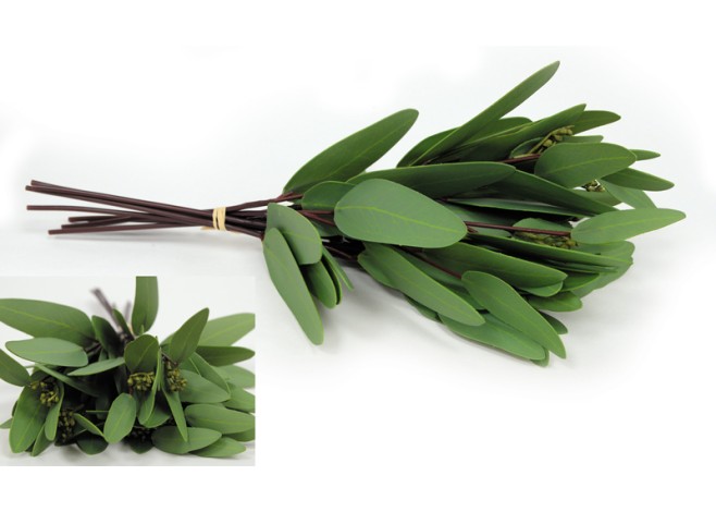 ΕΥΚΑΛΥΠΤΟΣ ΜΠΟΥΚΕΤΟ 8ΤΕΜ. 36016# 0516101 ΕΥΚΑΛΥΠΤΟΣ ΜΠΟΥΚΕΤΟ 8ΤΕΜ. 36016# 0516101