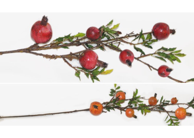 ΚΛΑΔΙ ΜΕ 6 ΡΟΔΙΑ 80cm 0516120 ΚΛΑΔΙ ΜΕ 6 ΡΟΔΙΑ 80cm 0516120