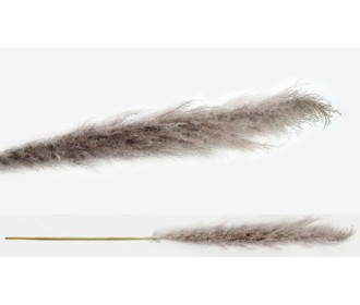 PAMPAS ΦΥΣΙΚΟ VINTAGE 150cm 0516121