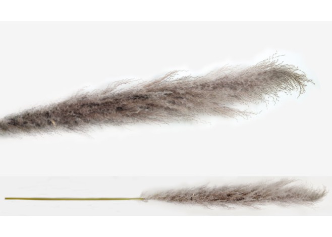 PAMPAS ΦΥΣΙΚΟ VINTAGE 150cm 0516121 PAMPAS ΦΥΣΙΚΟ VINTAGE 150cm 0516121