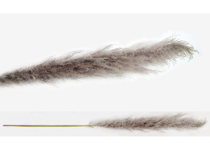 PAMPAS ΦΥΣΙΚΟ VINTAGE 150cm 0516121 PAMPAS ΦΥΣΙΚΟ VINTAGE 150cm 0516121