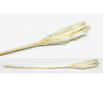 PAMPAS ΕΚΡΟΥ 70cm 0516122