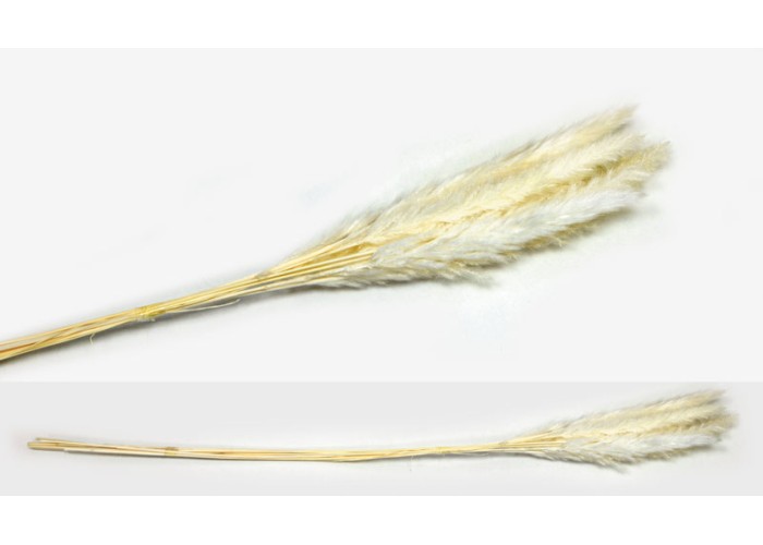 PAMPAS ΕΚΡΟΥ 70cm 0516122 PAMPAS ΕΚΡΟΥ 70cm 0516122