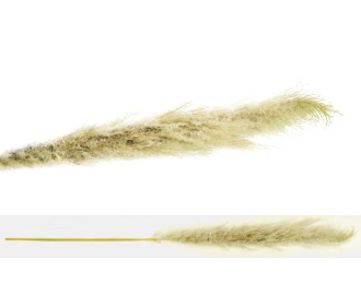 PAMPAS ΕΚΡΟΥ VINTAGE 150cm 0516123