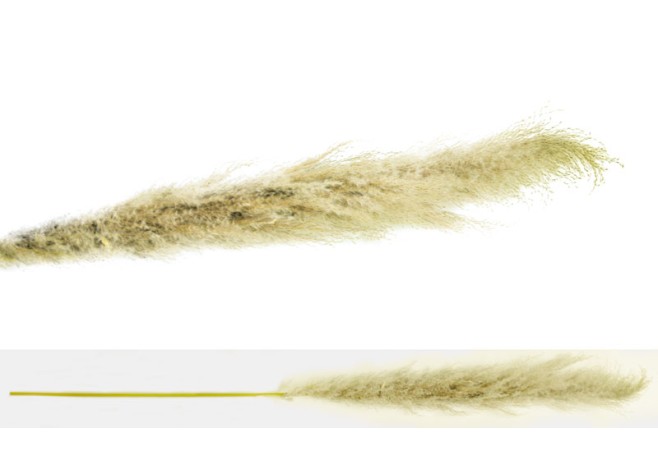 PAMPAS ΕΚΡΟΥ VINTAGE 150cm 0516123 PAMPAS ΕΚΡΟΥ VINTAGE 150cm 0516123