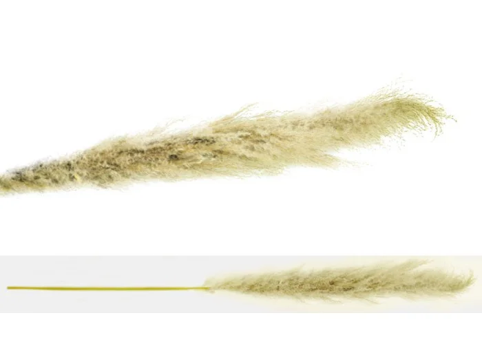 PAMPAS ΕΚΡΟΥ VINTAGE 150cm 0516123