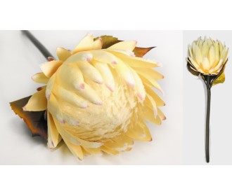 ΛΟΥΛΟΥΔΙ ΠΡΩΤΕΑ 18cm x 53cm 0516132 ΛΟΥΛΟΥΔΙ ΠΡΩΤΕΑ 18cm x 53cm 0516132