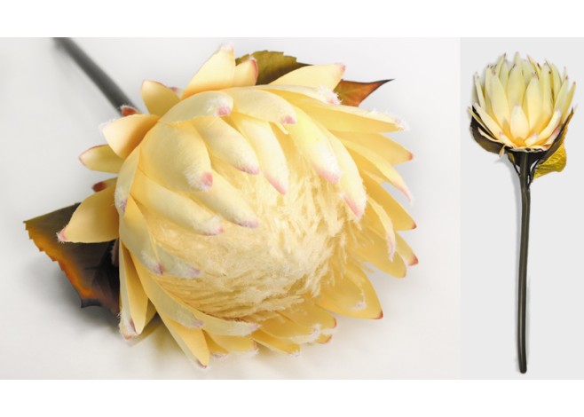 ΛΟΥΛΟΥΔΙ ΠΡΩΤΕΑ 18cm x 53cm 0516132 ΛΟΥΛΟΥΔΙ ΠΡΩΤΕΑ 18cm x 53cm 0516132