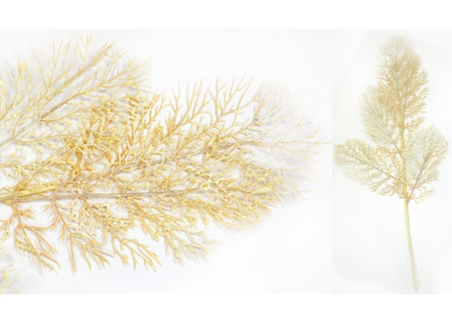 ΚΛΑΔΙ ΚΟΡΑΛΛΙ ΕΚΡΟΥ 35cm x 80cm 0516133 ΚΛΑΔΙ ΚΟΡΑΛΛΙ ΕΚΡΟΥ 35cm x 80cm 0516133
