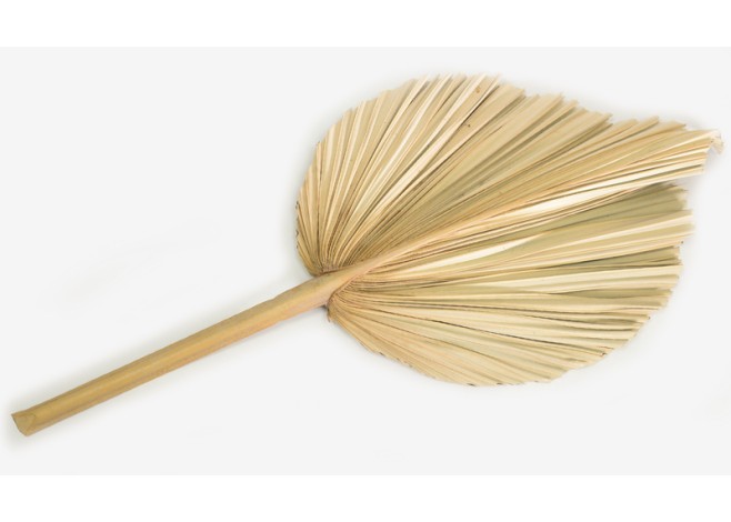 ΑΠΟΞΗΡΑΜΕΝΟ ΦΥΛΛΟ ΦΟΙΝΙΚΑ ΠΛΑΤΥ ΜΕΓΑΛΟ 34cm x 68cm 0516136 ΑΠΟΞΗΡΑΜΕΝΟ ΦΥΛΛΟ ΦΟΙΝΙΚΑ ΠΛΑΤΥ ΜΕΓΑΛΟ 34cm x 68cm 0516136