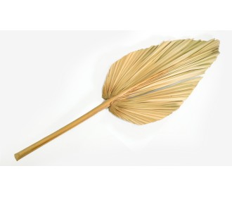 ΑΠΟΞΗΡΑΜΕΝΟ ΦΥΛΛΟ ΦΟΙΝΙΚΑ 20cm x 60cm 0516137