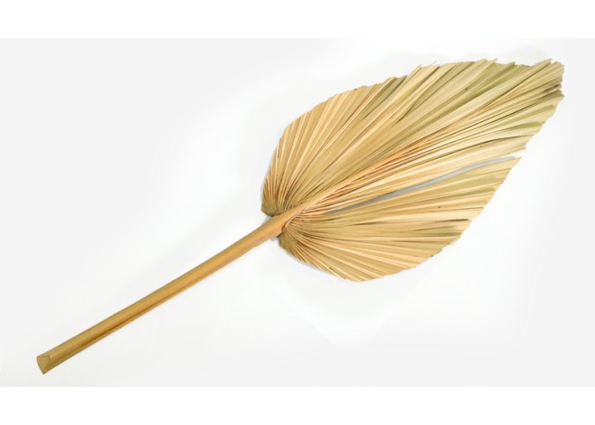 ΑΠΟΞΗΡΑΜΕΝΟ ΦΥΛΛΟ ΦΟΙΝΙΚΑ 20cm x 60cm 0516137 ΑΠΟΞΗΡΑΜΕΝΟ ΦΥΛΛΟ ΦΟΙΝΙΚΑ 20cm x 60cm 0516137