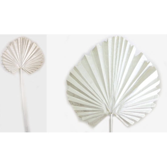 ΦΥΛΛΟ ΦΟΙΝΙΚΑ ΛΕΥΚΟ 15cm x 60cm 0516141