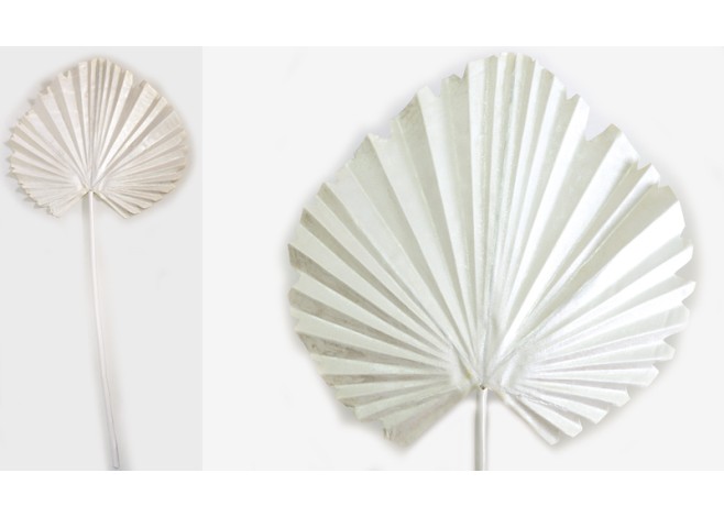 ΦΥΛΛΟ ΦΟΙΝΙΚΑ ΛΕΥΚΟ 15cm x 60cm 0516141 ΦΥΛΛΟ ΦΟΙΝΙΚΑ ΛΕΥΚΟ 15cm x 60cm 0516141