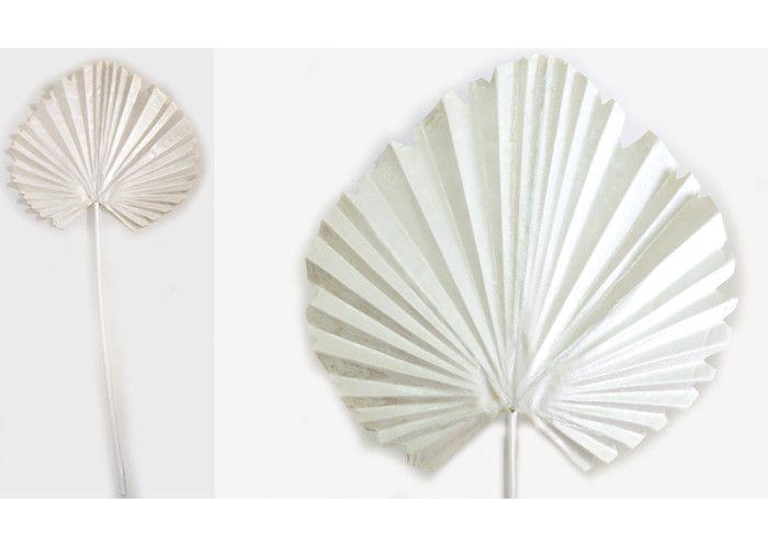 ΦΥΛΛΟ ΦΟΙΝΙΚΑ ΛΕΥΚΟ 15cm x 60cm 0516141 ΦΥΛΛΟ ΦΟΙΝΙΚΑ ΛΕΥΚΟ 15cm x 60cm 0516141