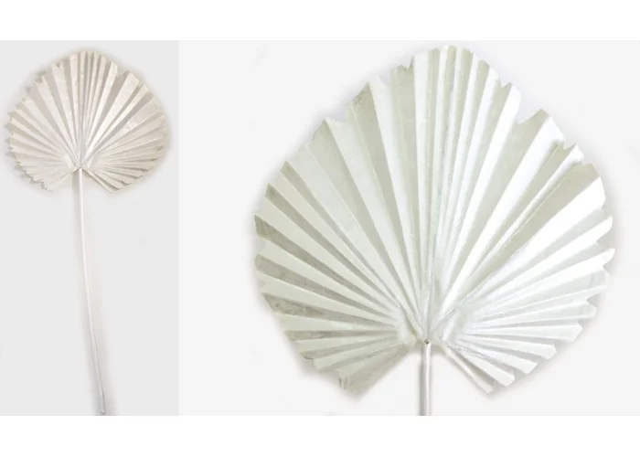 ΦΥΛΛΟ ΦΟΙΝΙΚΑ ΛΕΥΚΟ 15cm x 60cm 0516141