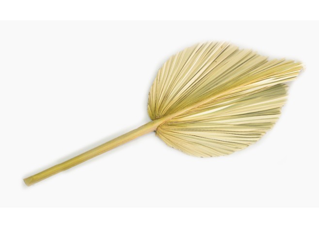 ΑΠΟΞΗΡΑΜΕΝΟ ΦΥΛΛΟ ΦΟΙΝΙΚΑ ΠΛΑΤΥ ΜΙΚΡΟ 15cm x 36cm 0516142 ΑΠΟΞΗΡΑΜΕΝΟ ΦΥΛΛΟ ΦΟΙΝΙΚΑ ΠΛΑΤΥ ΜΙΚΡΟ 15cm x 36cm 0516142