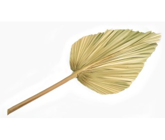 ΑΠΟΞΗΡΑΜΕΝΟ ΦΥΛΛΟ ΠΑΛΜΑ ΦΥΣΙΚΟ 25cm 0516148