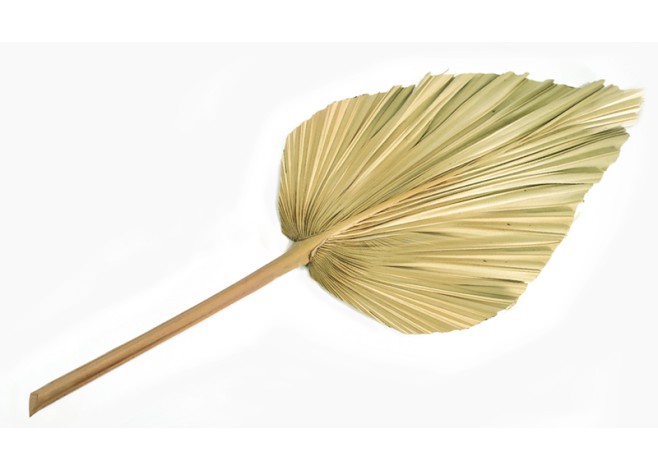 ΑΠΟΞΗΡΑΜΕΝΟ ΦΥΛΛΟ ΠΑΛΜΑ ΦΥΣΙΚΟ 25cm 0516148 ΑΠΟΞΗΡΑΜΕΝΟ ΦΥΛΛΟ ΠΑΛΜΑ ΦΥΣΙΚΟ 25cm 0516148