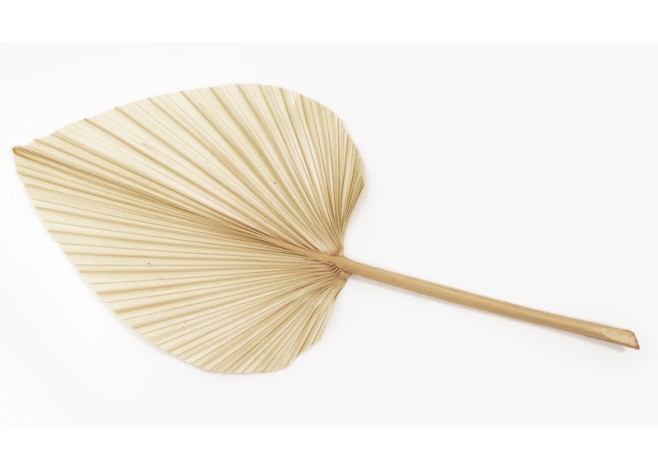 ΑΠΟΞΗΡΑΜΕΝΟ ΦΥΛΛΟ ΠΑΛΜΑ ΛΕΥΚΑΜΕΝΟ 25cm 0516149 ΑΠΟΞΗΡΑΜΕΝΟ ΦΥΛΛΟ ΠΑΛΜΑ ΛΕΥΚΑΜΕΝΟ 25cm 0516149