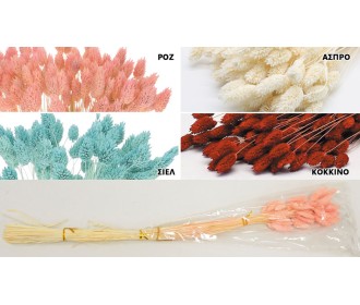 PHALARIS 70cm 0516156 PHALARIS 70cm 0516156