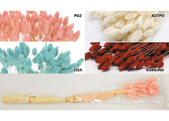 PHALARIS 70cm 0516156 PHALARIS 70cm 0516156