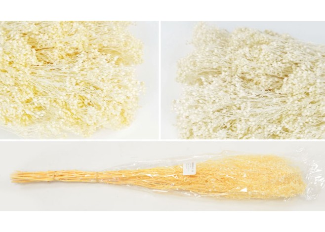 ΓΥΨΟΦΥΛΛΟ ΧΟΝΤΡΟ 70cm 0516160 ΓΥΨΟΦΥΛΛΟ ΧΟΝΤΡΟ 70cm 0516160